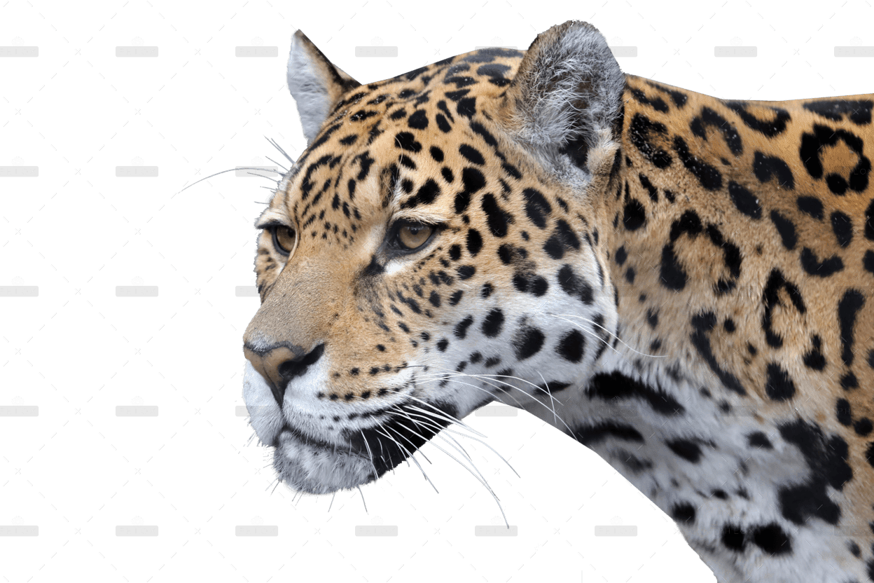 zoo-50-10.png